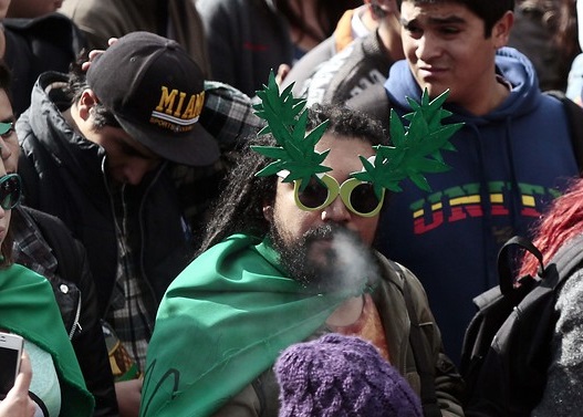Marihuana cultiva tus derechos