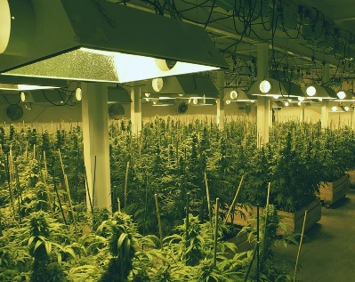indoor marihuana bunker