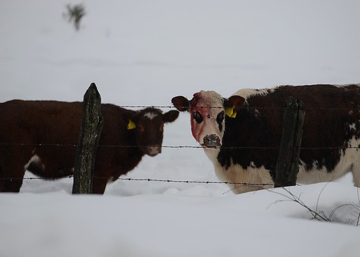 nieve vacas A1