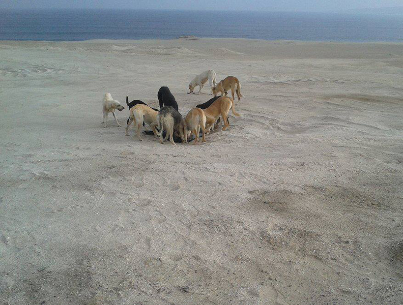 Perros Antofagasta 1