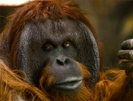 orangután A1