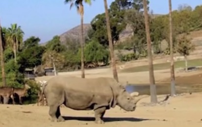 rinoceronte YT
