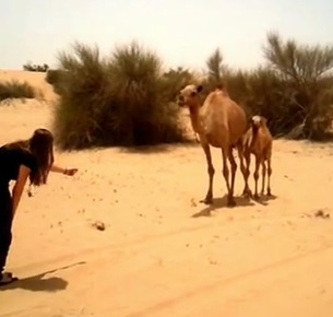 camel yt