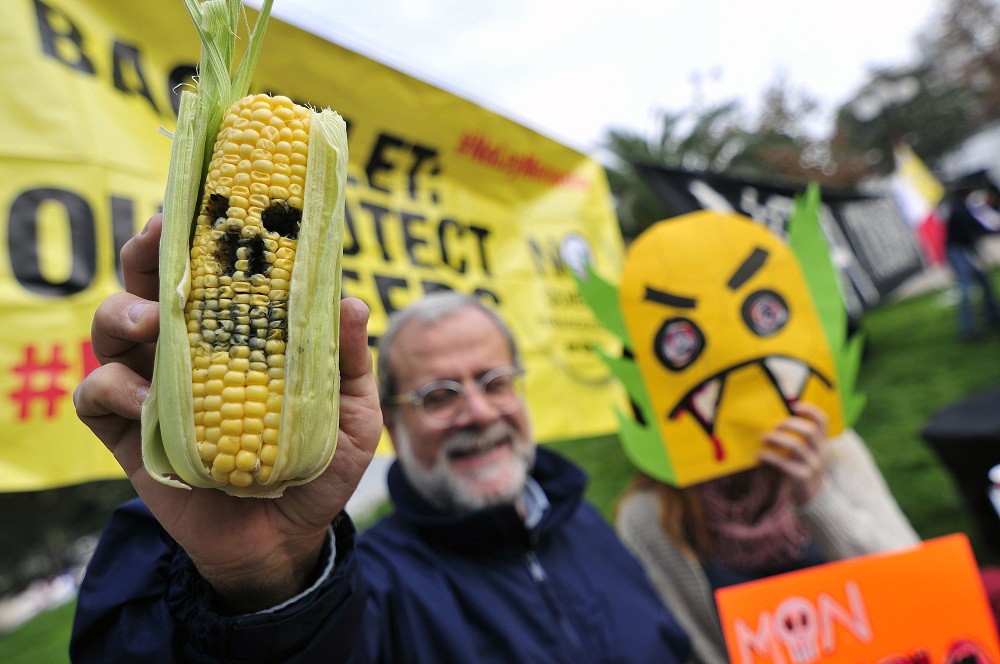 23 de Mayo del 2015 / SANTIAGO  Un hombre sostiene un choclo, que tiene dibujado una calavera como protesta, previo a la marcha contra la empresa Monsanto, organizada por el Colectivo Ecológico de Acción y otras nueve organizaciones ecologistas.  FOTO: SEBASTIAN BELTRAN GAETE / AGENCIAUNO