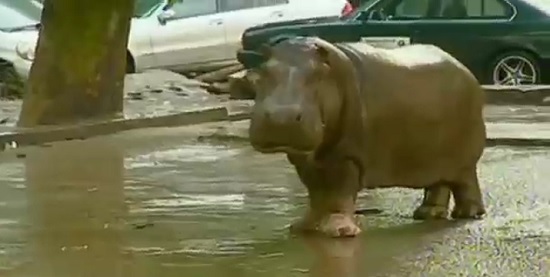 Hipopótamo BBC