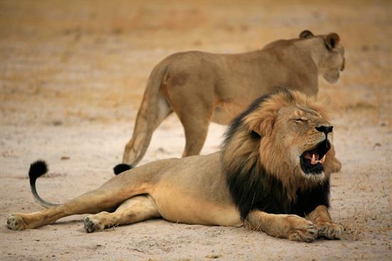 cecil caza leon africa animales EFE