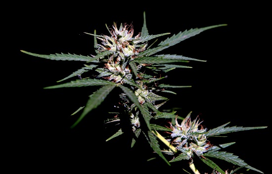 05 de Abril 2016/CONCEPCION Planta de Cannabis Sativa cepa Amnesia, tiene un crecimiento vigoroso, ramificado con hojas grandes y finas de color verde claro. FOTOS: MARIBEL FORNEROD/AGENCIAUNO