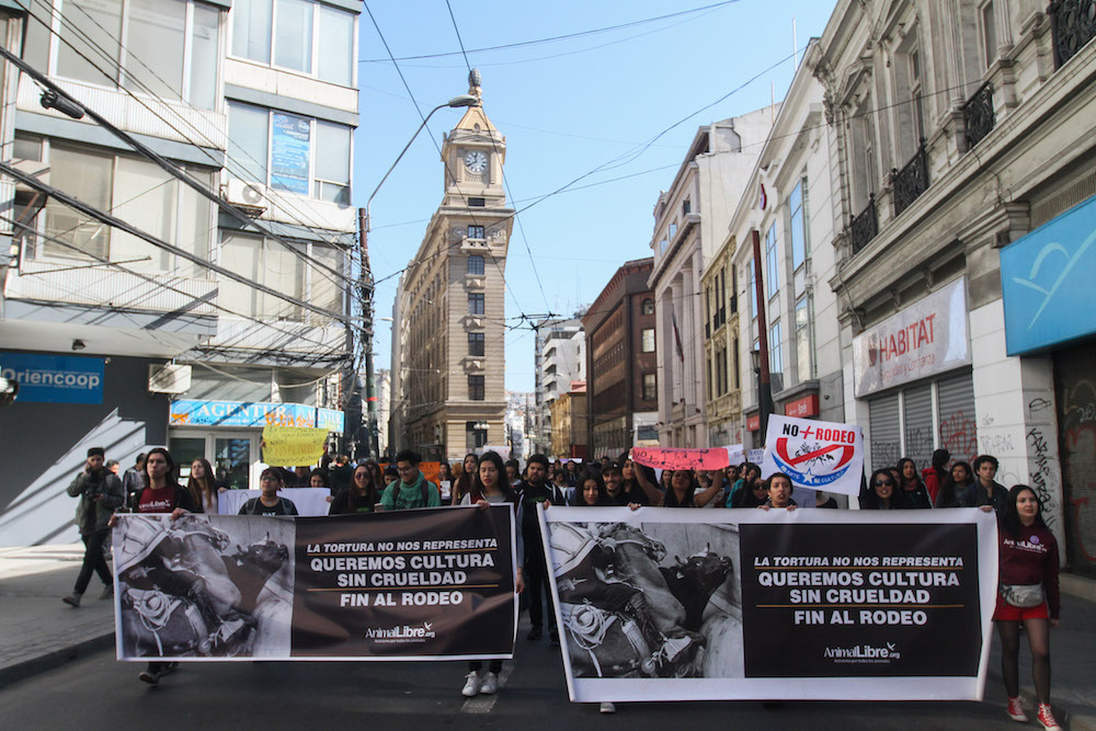 3 de septiembre 2016/Valparaiso                       Decenas de personas se reunieron en la Plaza Sotomayor de Valparaiso para marchar en contra del rodeo en chile, actividad organizada por la ONG Animal Libre               FOTO:YVO SALINAS/AGENCIAUNO
