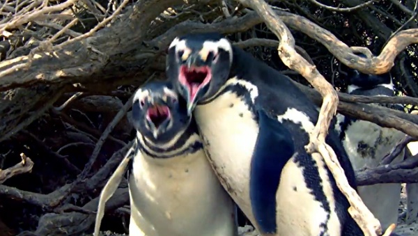 pinguinos celos batalla-yt
