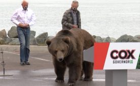 Denuncian a candidato a gobernador por el uso de oso