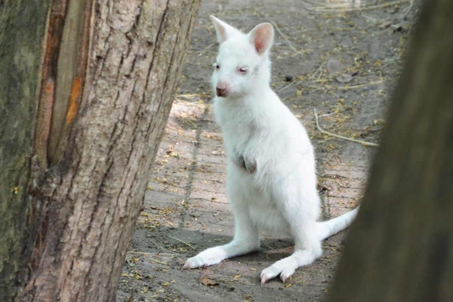 Canguro albino