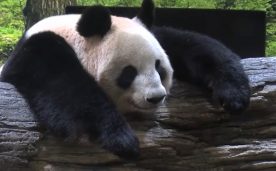 Nacen gemelos de pandas en zoológico de Japón