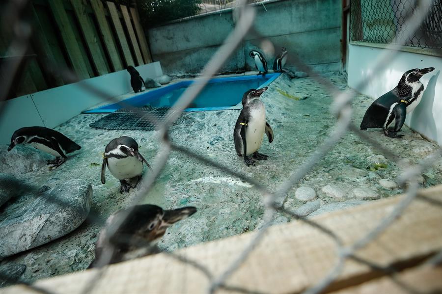 Pingüinos de Humboldt ciegos son vistos este miércoles en el refugio de la Fundación Mundomar