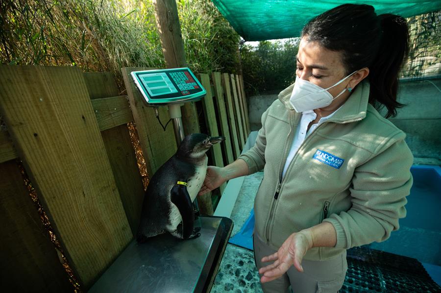 La presidenta de la Fundación Mundomar, Isabel Hernández, mientras alimenta y pesa a un grupo de pingüinos de Humboldt ciegos
