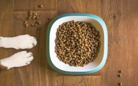 Sernac publicó estudio sobre alimento para mascotas
