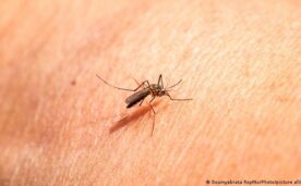Los mosquitos y el mito de la “sangre dulce”