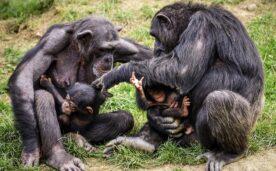 Un estudio de la Universidad de Michigan asegura que los chimpancés que se hacen amigos de los 'machos alfa', les facilitan unas oportunidades de apareamiento.