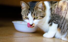 Estudio demuestra cómo los gatos prefieren ser alimentados