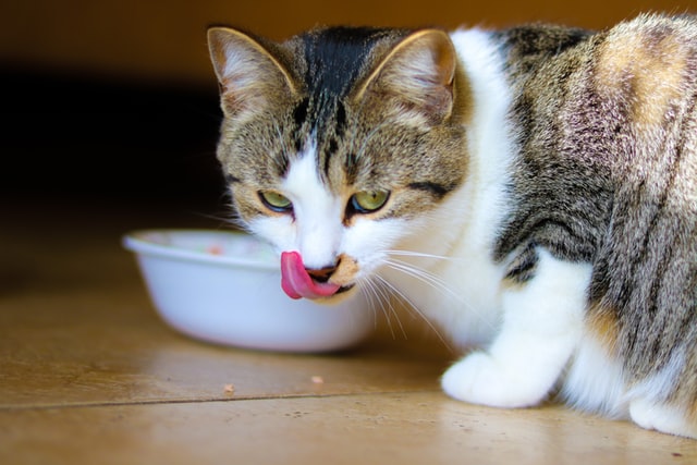 Estudio demuestra cómo los gatos prefieren ser alimentados