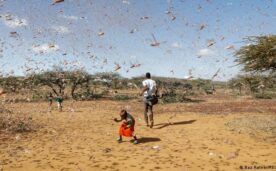 El cambio climático aumenta el riesgo de fenómenos climáticos extremos y de plagas que destruyen los cultivos. Como aquí: una plaga de langosta en Kenia, África. (30.01.201).