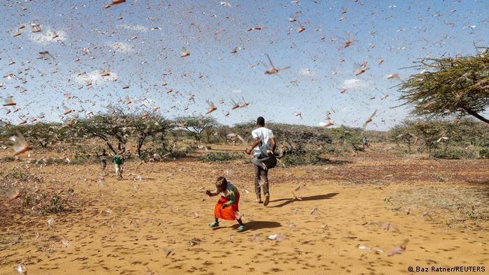 El cambio climático aumenta el riesgo de fenómenos climáticos extremos y de plagas que destruyen los cultivos. Como aquí: una plaga de langosta en Kenia, África. (30.01.201).