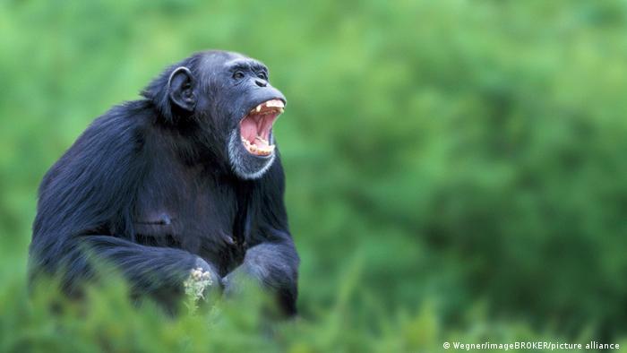En organismos como el de este chimpancé podría encontrarse una clave contra el VIH y el ébola