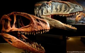 Nuevo dinosaurio carnívoro era temido por los tiranosaurios