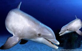 Estudio: los delfines adaptaron su esperma para reproducrise