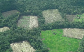 deforestación en la Amazonía