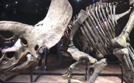 El triceratops Big John