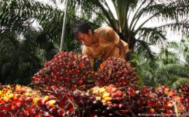 rutos de la palma de aceite aquí en Java, Indonesia.