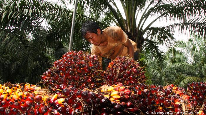 rutos de la palma de aceite aquí en Java, Indonesia.