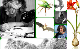 La imagen muestra un collage con distintas ilustraciones de Jullian