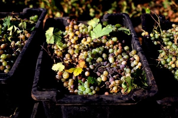 El calzón amarillo, las lentejas y las uvas: El origen de las principales cábalas de Año Nuevo que celebramos en nuestro país