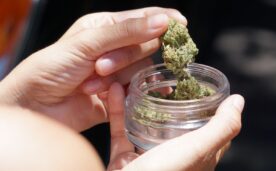 Buscan garantizar constitucionalmente el derecho a consumir cannabis
