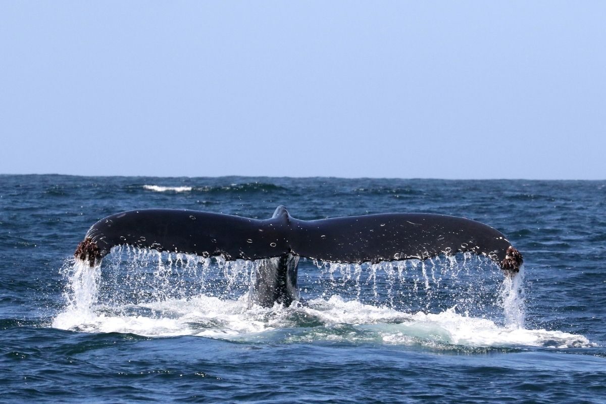La cola de una ballena jorobada sale a la superficie, en su viaje por nuestro maritorio, en la Reserva Marina Isla Chañaral