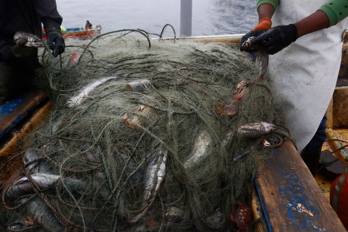 Una red de pesca ha capturado a una gran cantidad de peces, mientras dos pescadores intentan abrirla para recuperar el botín obtenido del maritorio